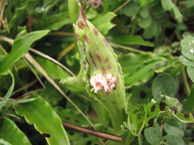 Orchis italica  /Orchidea italiana